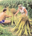 Selten wird heute noch Flachs angebaut.