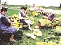 Bäuerinnen in Unterlamm beim Ausnehmen der Kürbiskerne, aus denen Kürbiskernöl gepresst wird.