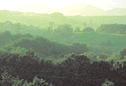Leichter Morgennebel liegt über dem Vulkanland.